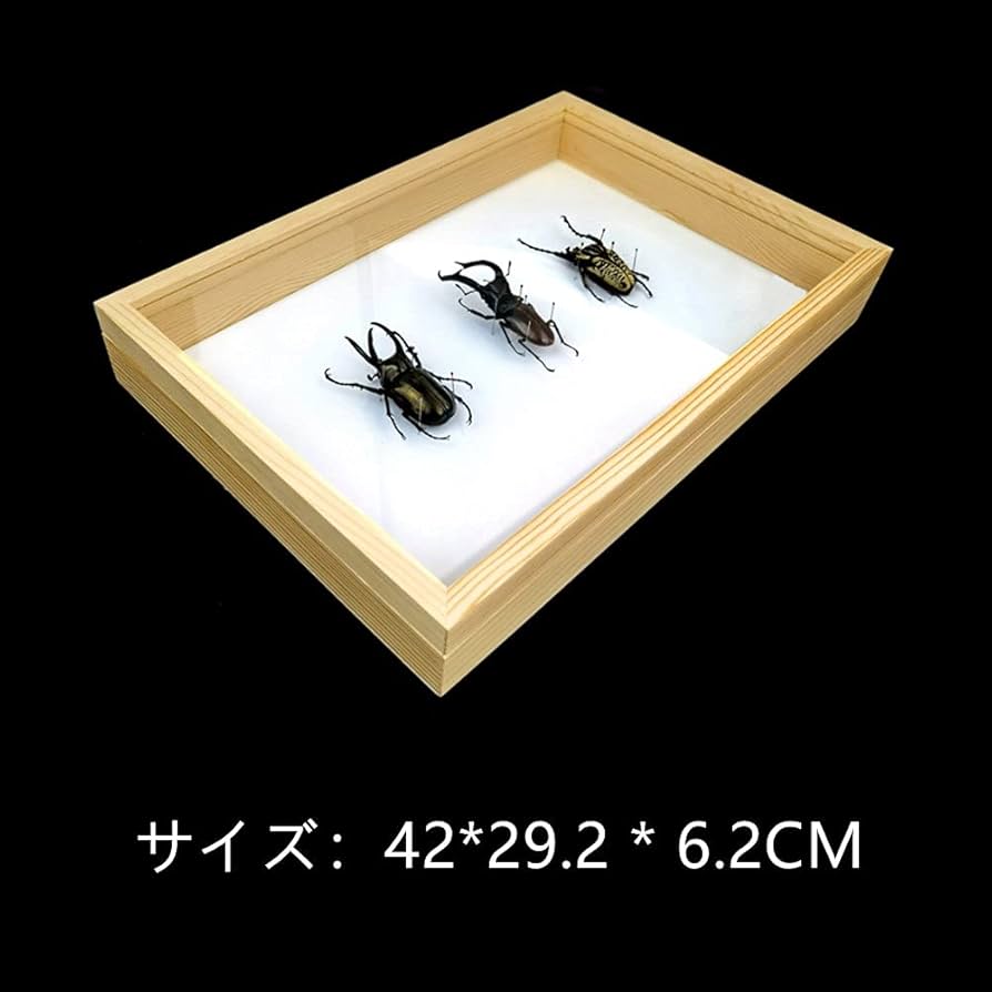 昆虫標本箱 フジコン 標本コレクターズケース S 昆虫 標本用品 標本箱